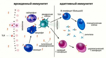 Фактори та механізми набутого імунітету