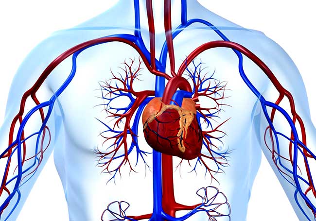 Препараты Виталайн (Vitaline) для Сердечно-сосудистой системы